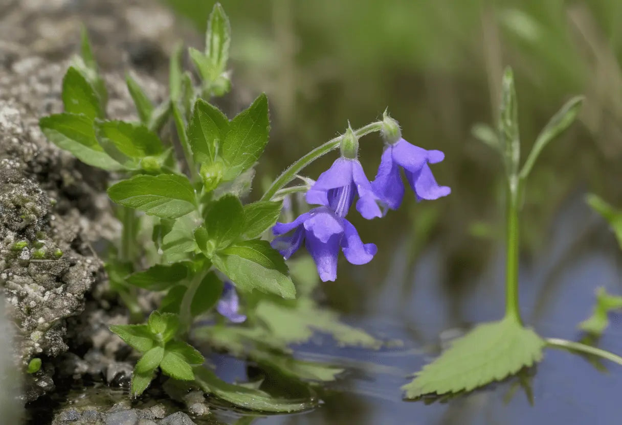 How to Grow Marsh Skullcap in the UK - The Healing Herb Garden
