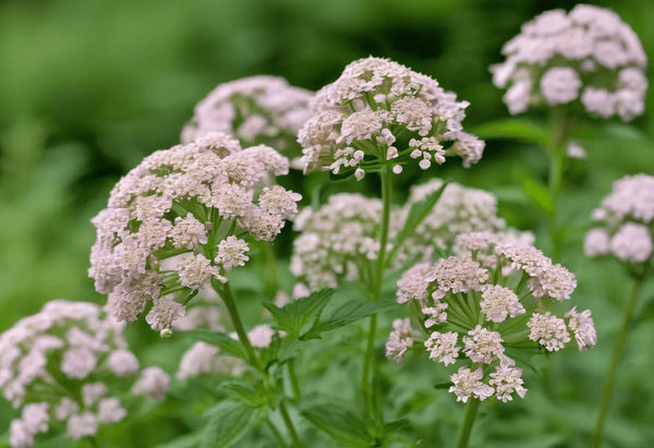 How to Grow Valerian: Complete UK Guide