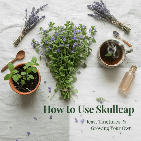 How to Use Skullcap: Teas, Tinctures and Growing Your Own