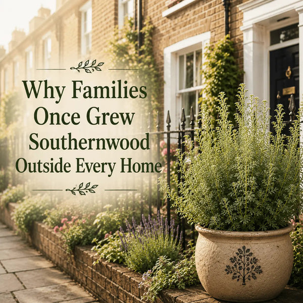 Southernwood: The Forgotten Cottage Garden Herb Making a Comeback