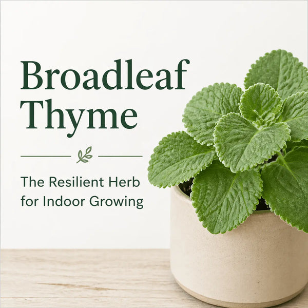 The Herb That Never Gives Up: Broadleaf Thyme