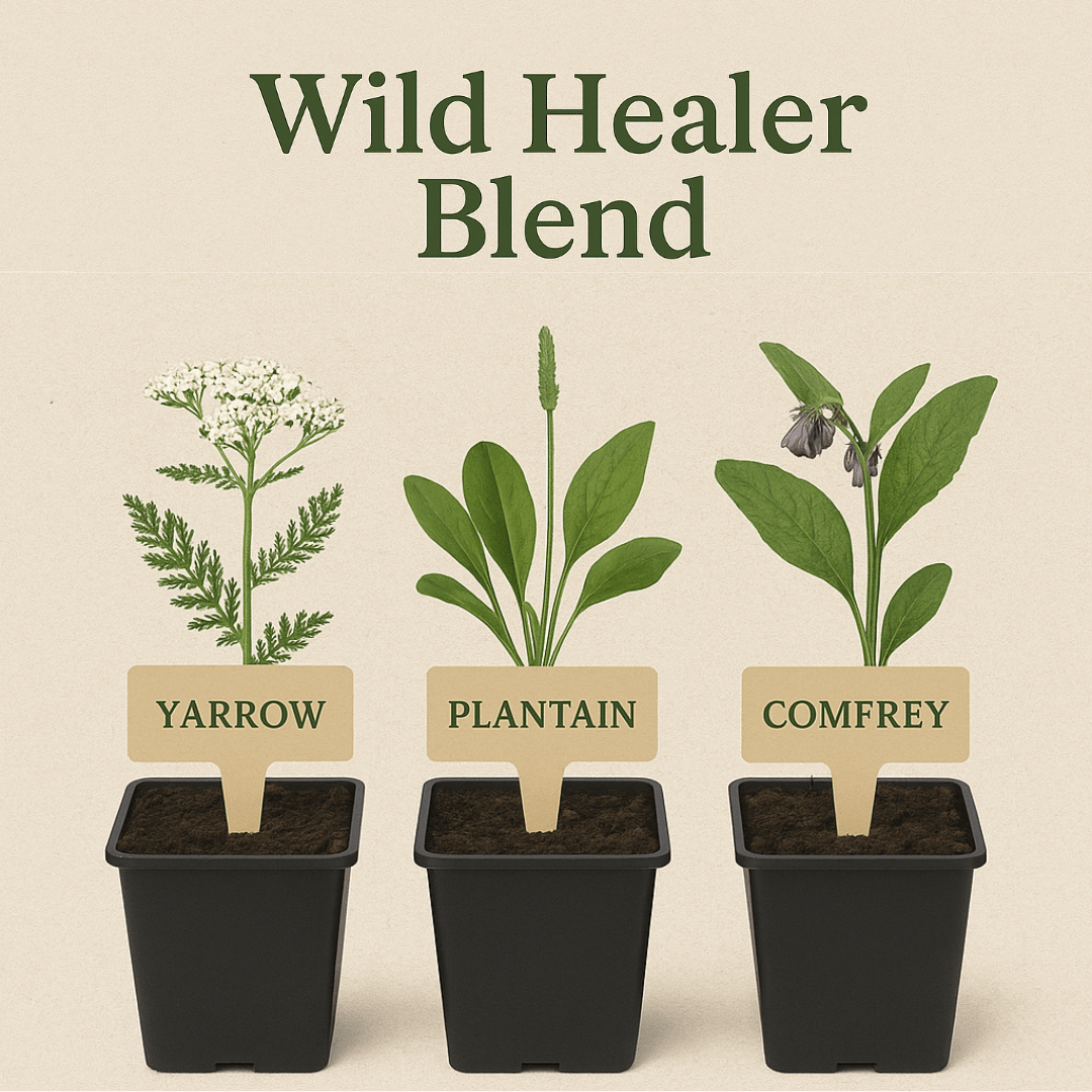 Wild Healer Herb Trio: Grow Nature’s First-Aid Kit at Home - The Healing Herb Garden