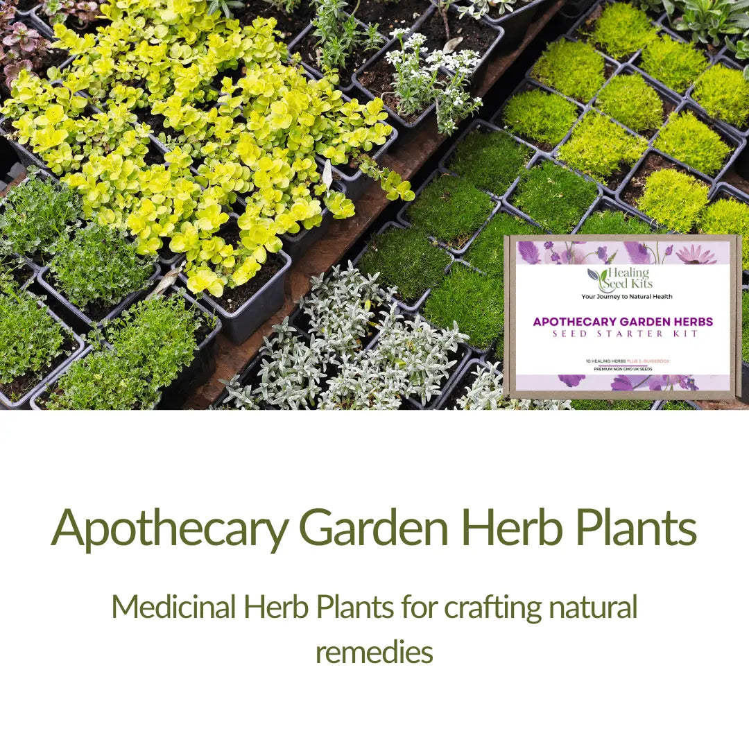 Apothecary Garden Herb Plants - The Healing Herb Garden