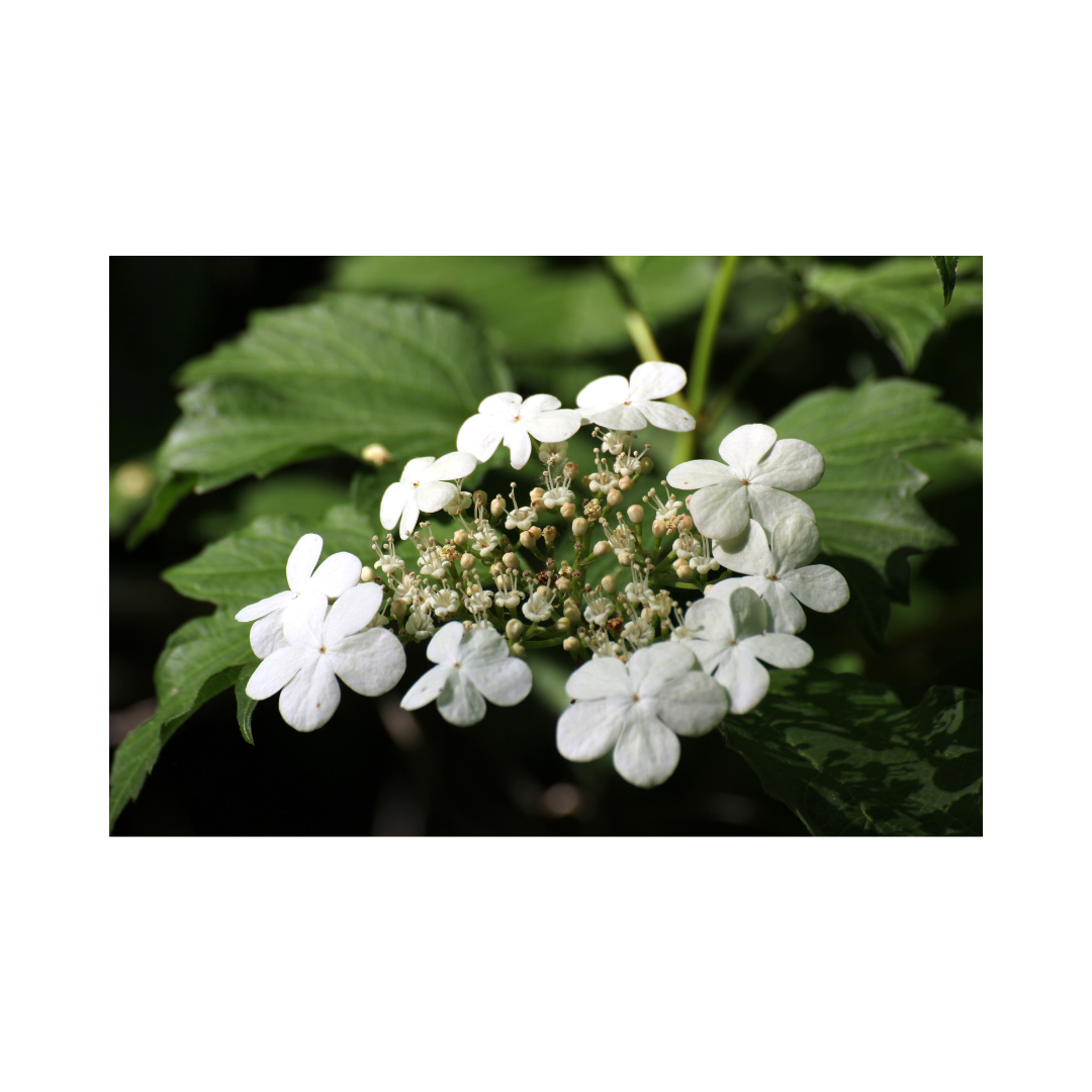 Guelder Rose Bare Root Plant (Viburnum opulus)