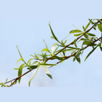 White Willow Bare Root Plant (Salix alba)