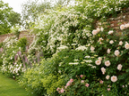 The Living Pharmacy – 10 Bare Root Plants