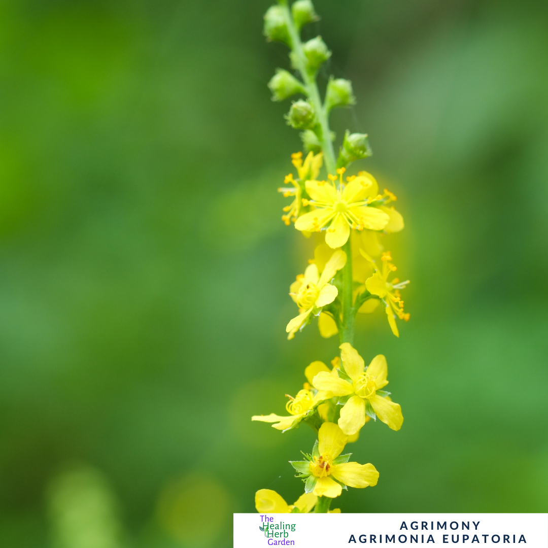 Agrimony – For Digestive Balance & Bright Summer Colour