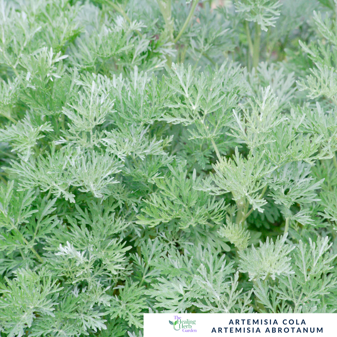 Artemisia Cola – For Digestive Support & Refreshing Garden Fragrance
