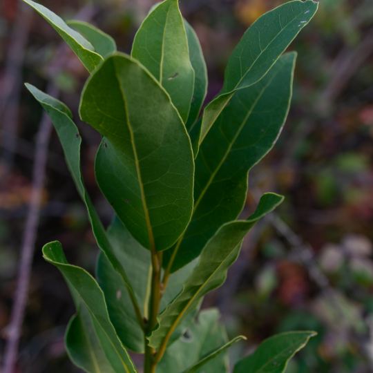 Bay Laurel (Laurus nobilis) – Evergreen Culinary Herb