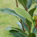 Bay Laurel (Laurus nobilis) – Evergreen Culinary Herb