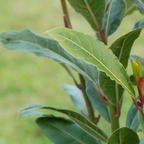 Bay Laurel (Laurus nobilis) – Evergreen Culinary Herb