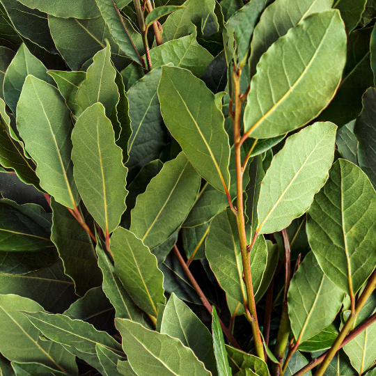 Bay Laurel (Laurus nobilis) – Evergreen Culinary Herb