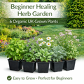 Beginner Healing Herb Garden Kit