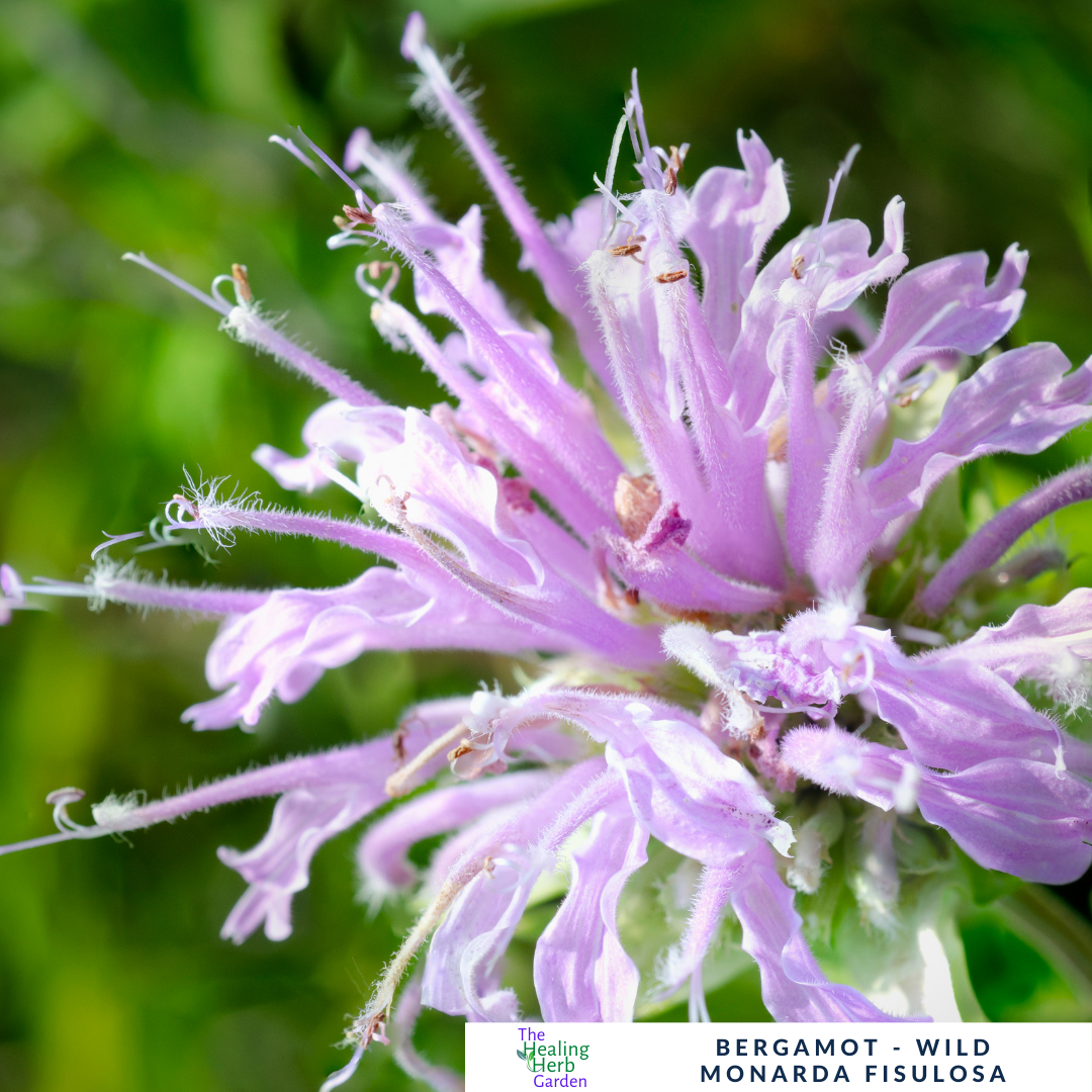 Bergamot – For Relaxation & Pollinator-Friendly Colour