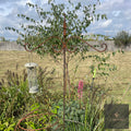 Bird Feeding Stake - Large, 2 arms.