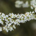 Blackthorn Bare Root Hedge Plant (Prunus spinosa)