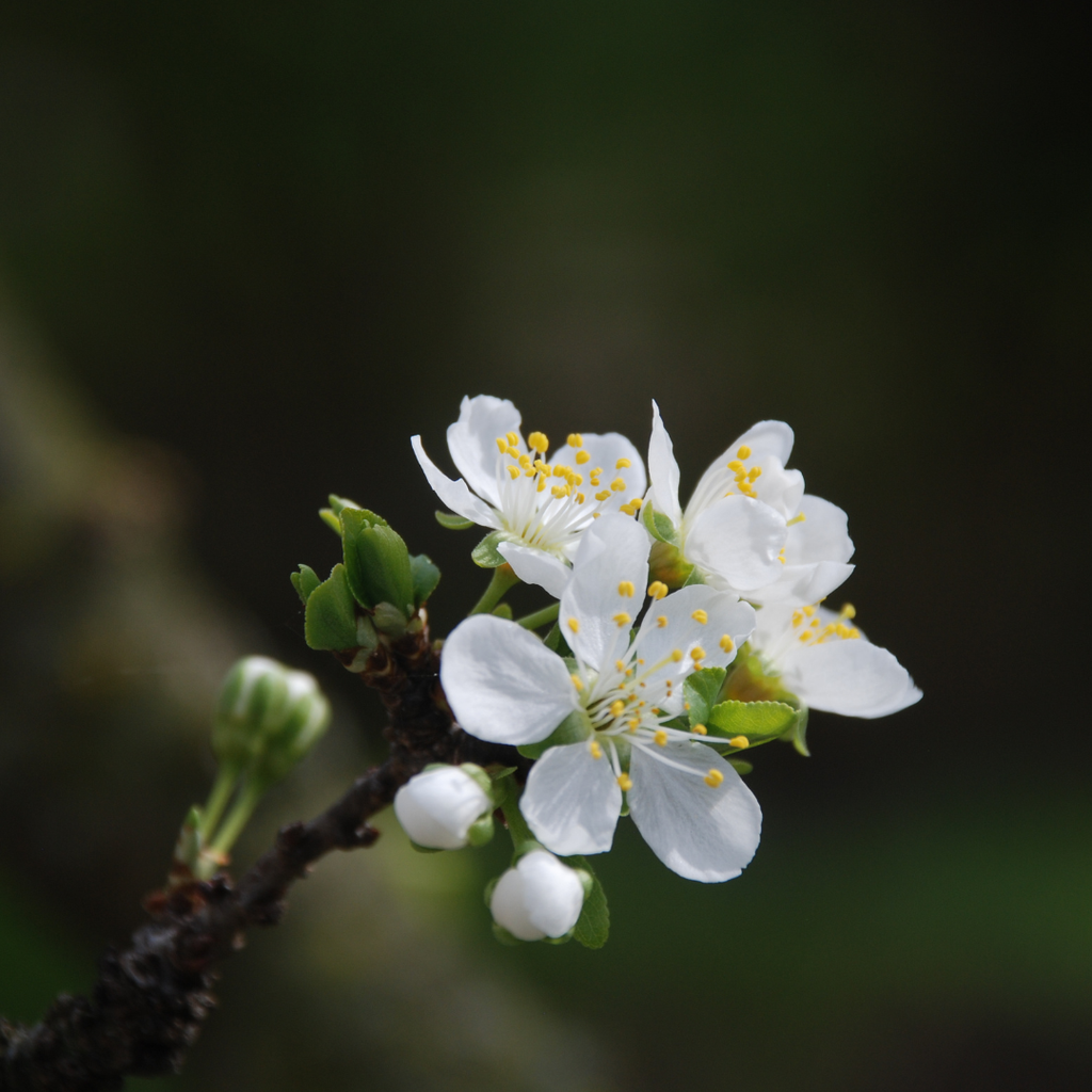 Blackthorn Bare Root Hedge Plant (Prunus spinosa)