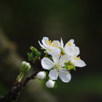 Blackthorn Bare Root Hedge Plant (Prunus spinosa)