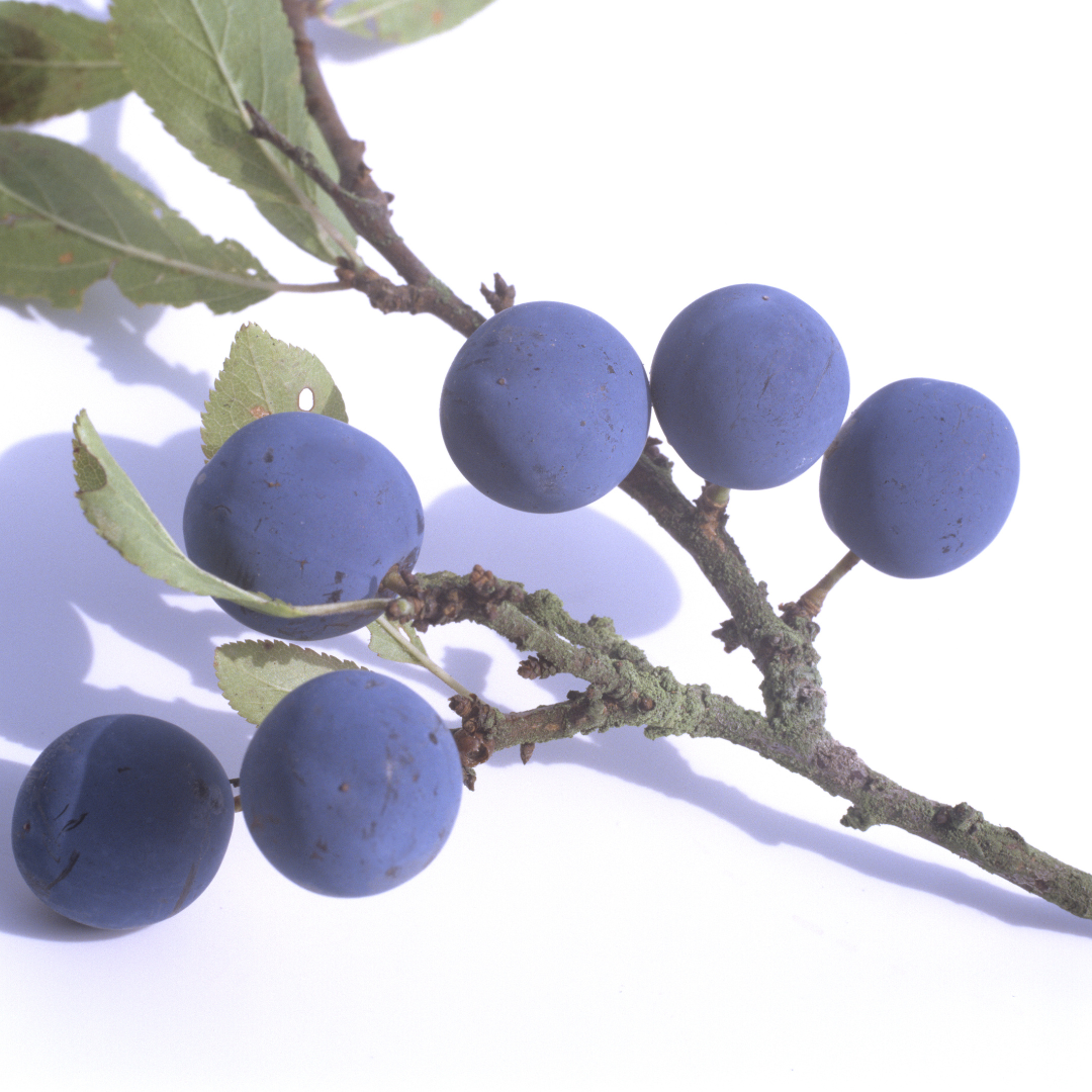 Blackthorn Bare Root Hedge Plant (Prunus spinosa)