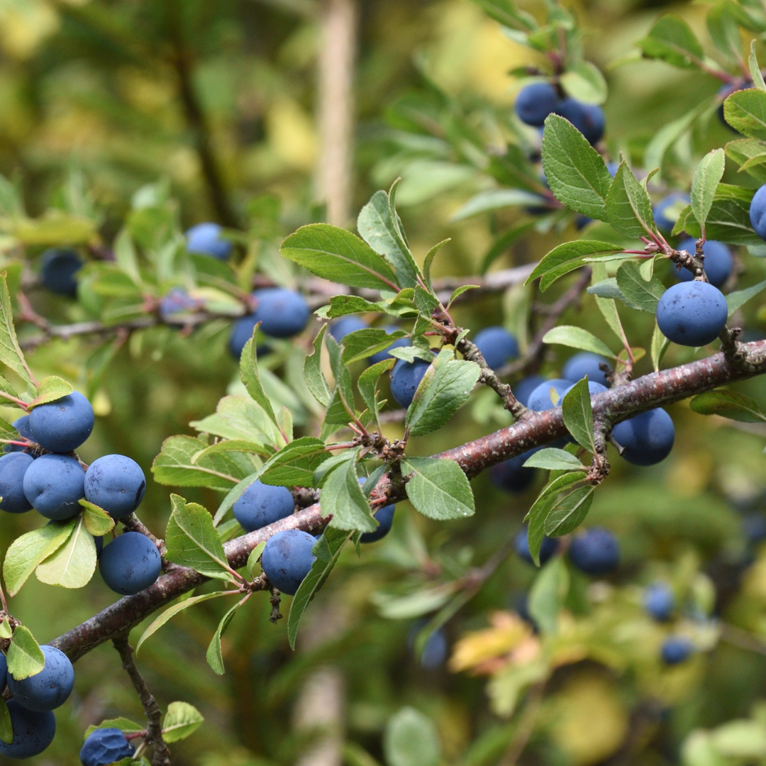 Blackthorn Bare Root Hedge Plant (Prunus spinosa)