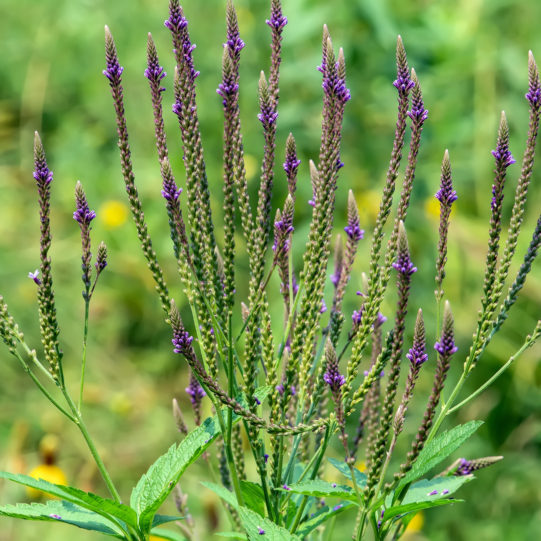 Blue Vervain – Pollinator-Friendly Herb