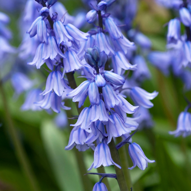 Bluebell – Hardy Woodland Spring Flower