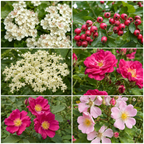 Traditional Apothecary Hedgerow – 6 Bare Root Plants