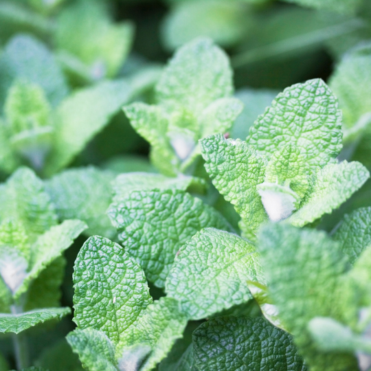 Bowles Mint – The Chef's Choice for Mint Sauce