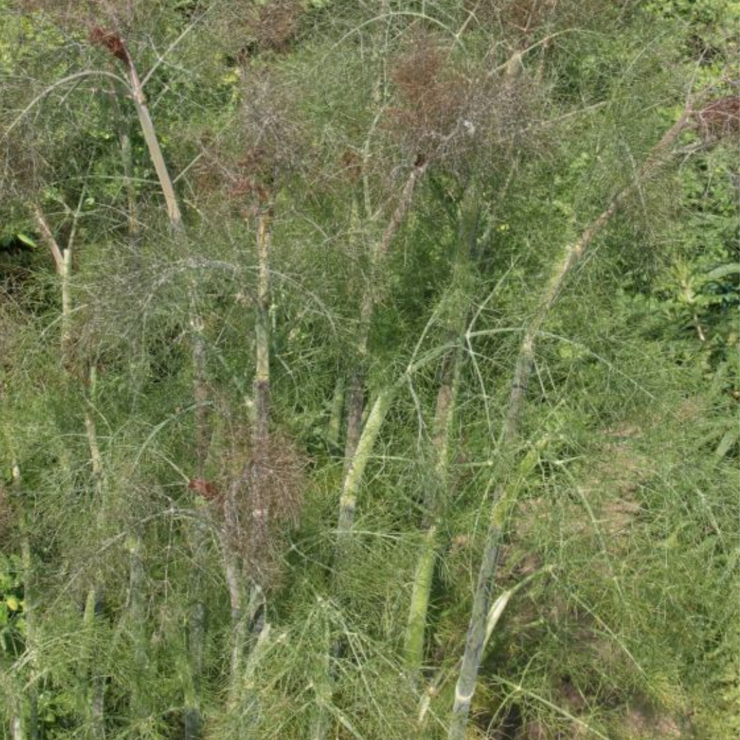 Culinary Herb Plants UK - Choose Your Own Fresh Herbs