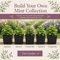 Build Your Own Mint Collection