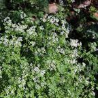 Chervil Plan - French Parsley Herb Plant