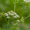Chervil Plan - French Parsley Herb Plant