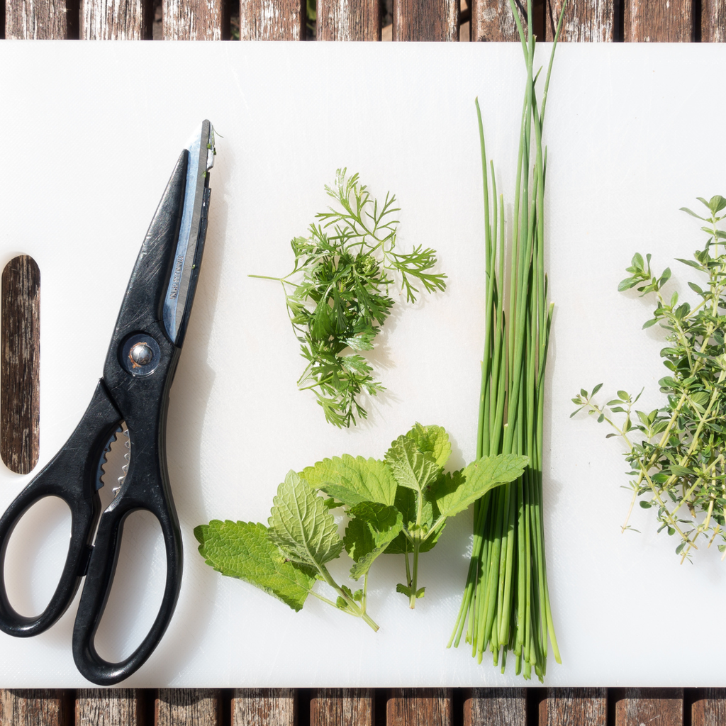 Chervil Plan - French Parsley Herb Plant