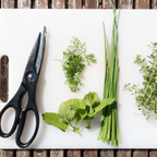 Chervil Plan - French Parsley Herb Plant
