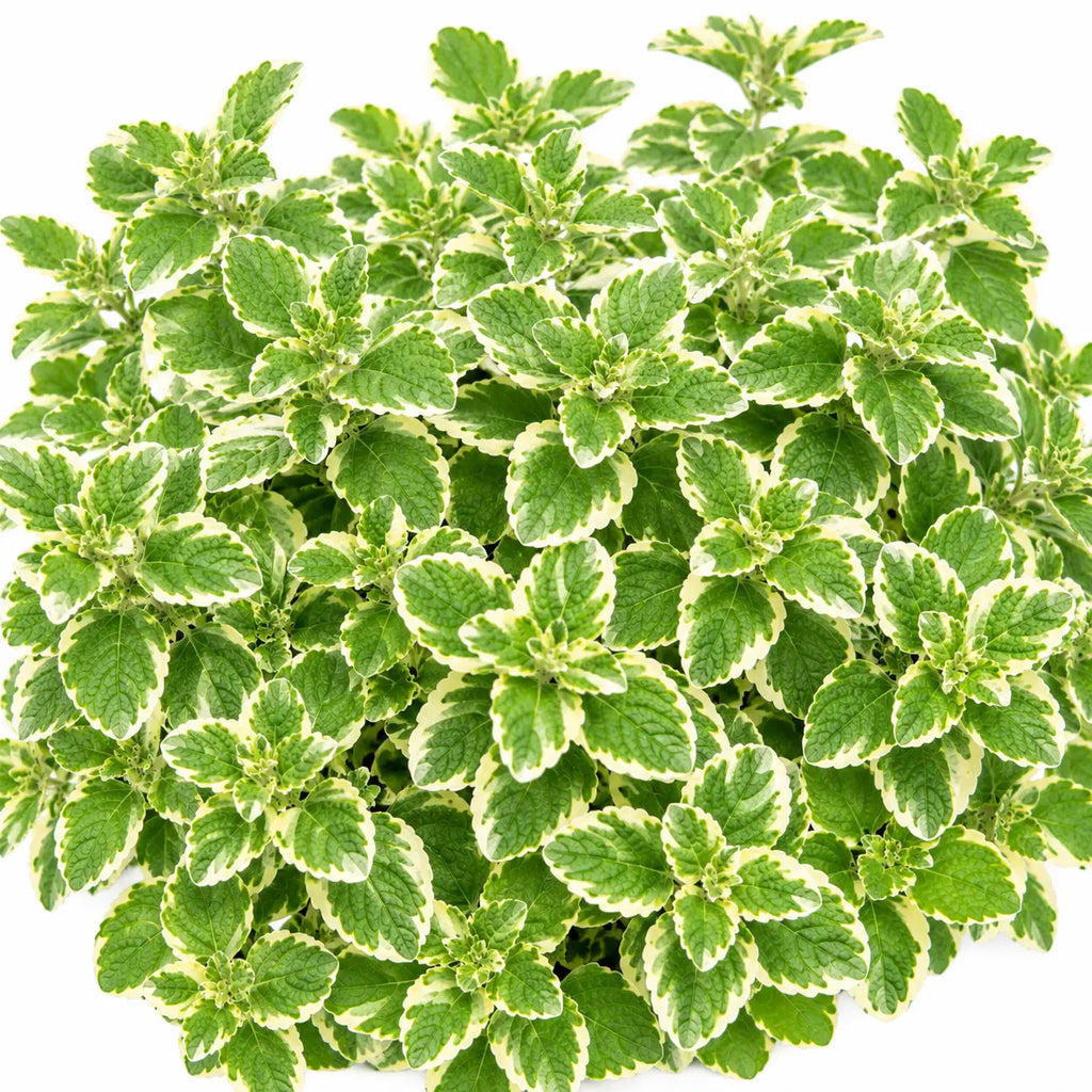 {{Product title}} herb plant | {{Shop name}}