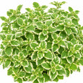 {{Product title}} herb plant | {{Shop name}}