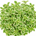 {{Product title}} herb plant | {{Shop name}}