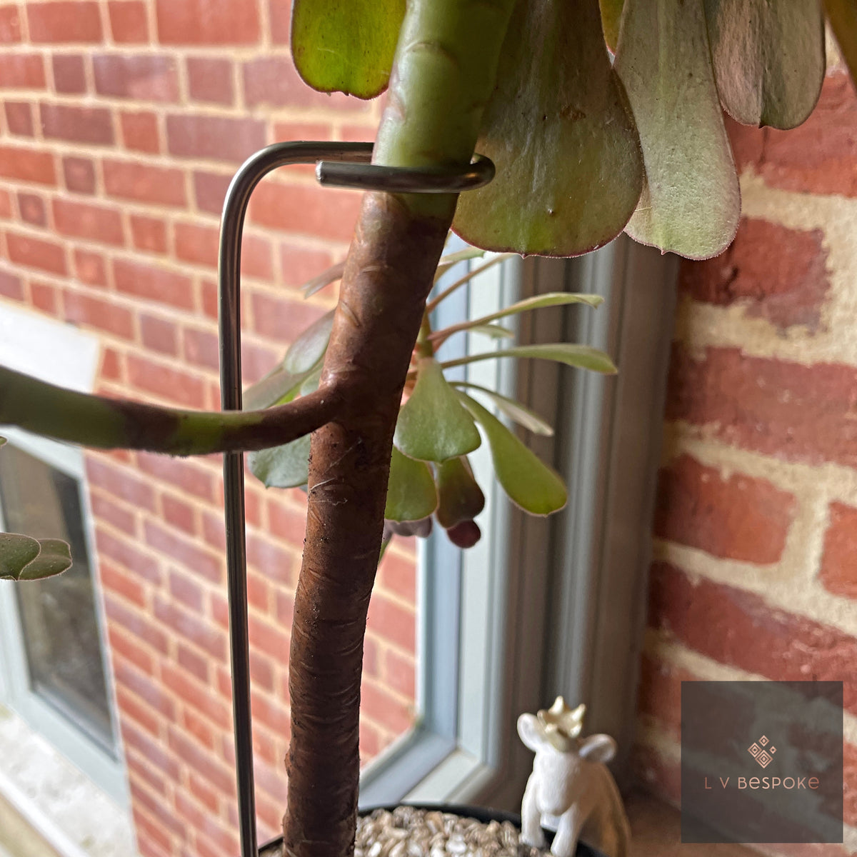 Aeonium Stem / Plant Support