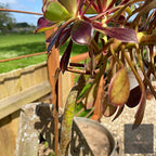 Aeonium Stem / Plant Support