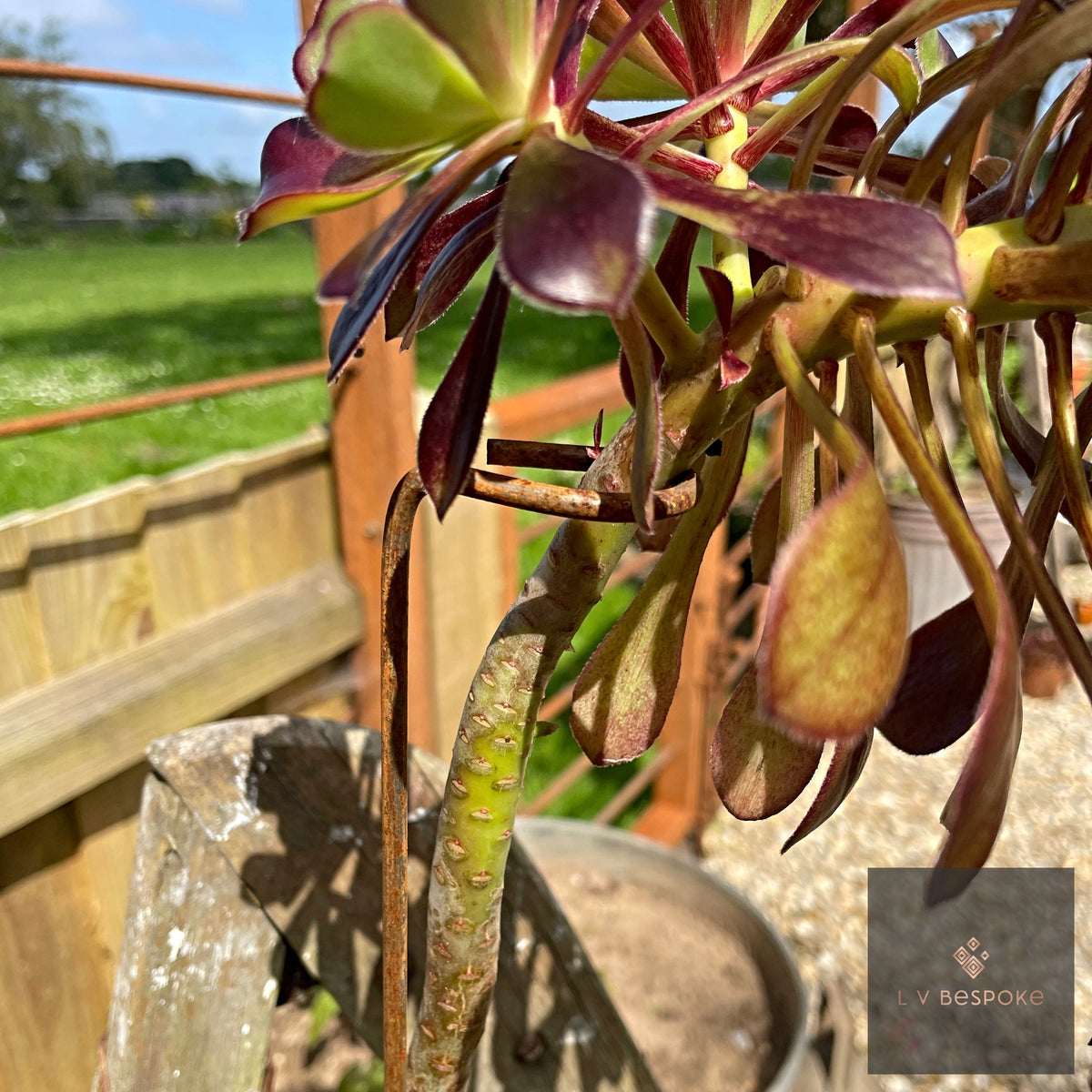 Aeonium Stem / Plant Support