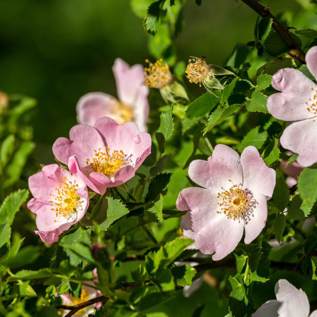 Dog Rose Bare Root Plant (Rosa canina)
