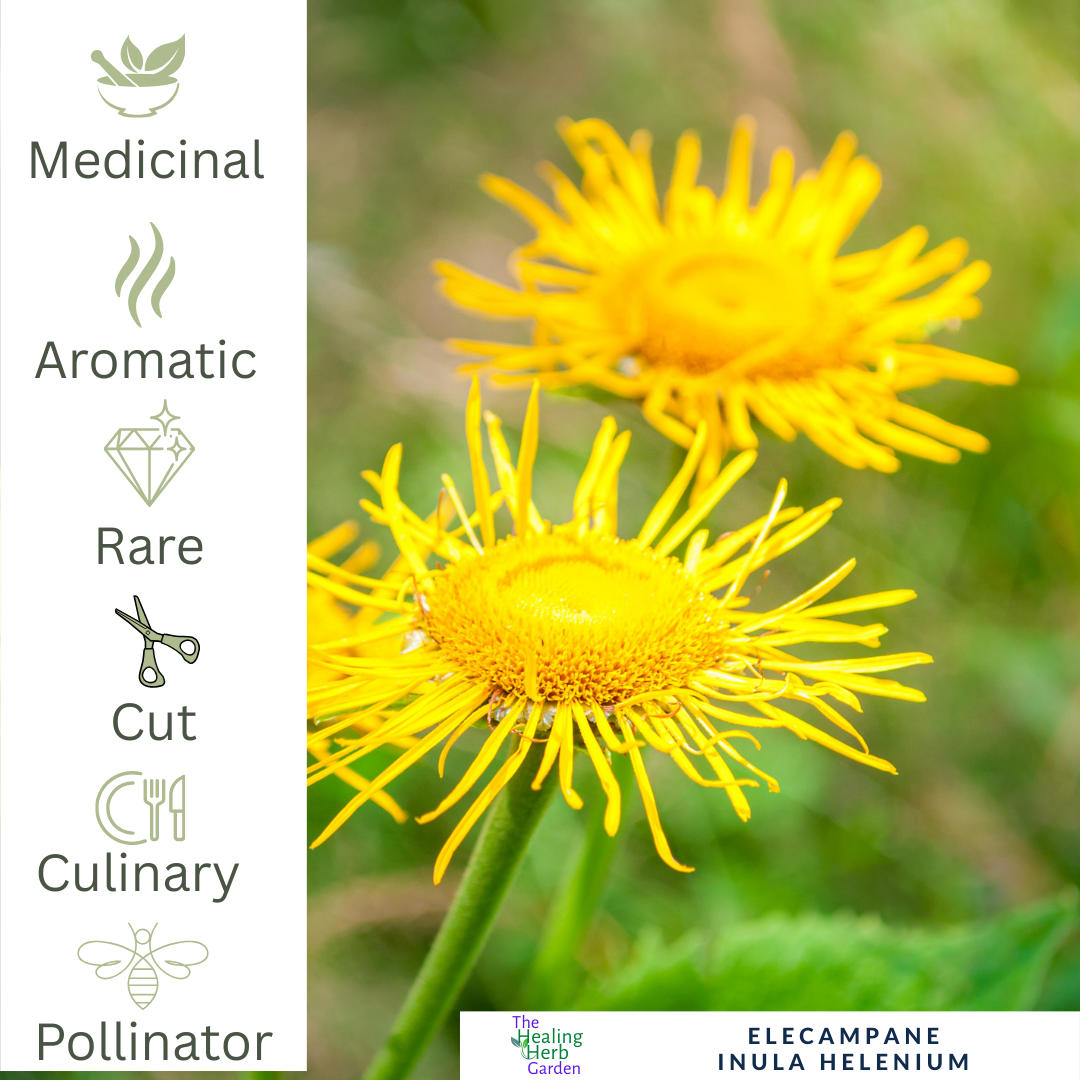 Elecampane – For Respiratory Health & Herbal Heritage