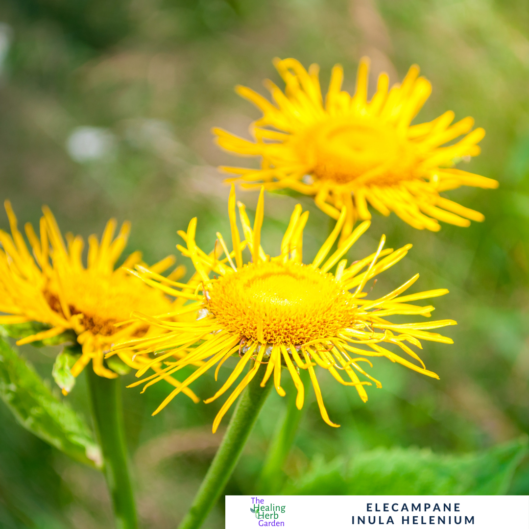 Elecampane – For Respiratory Health & Herbal Heritage