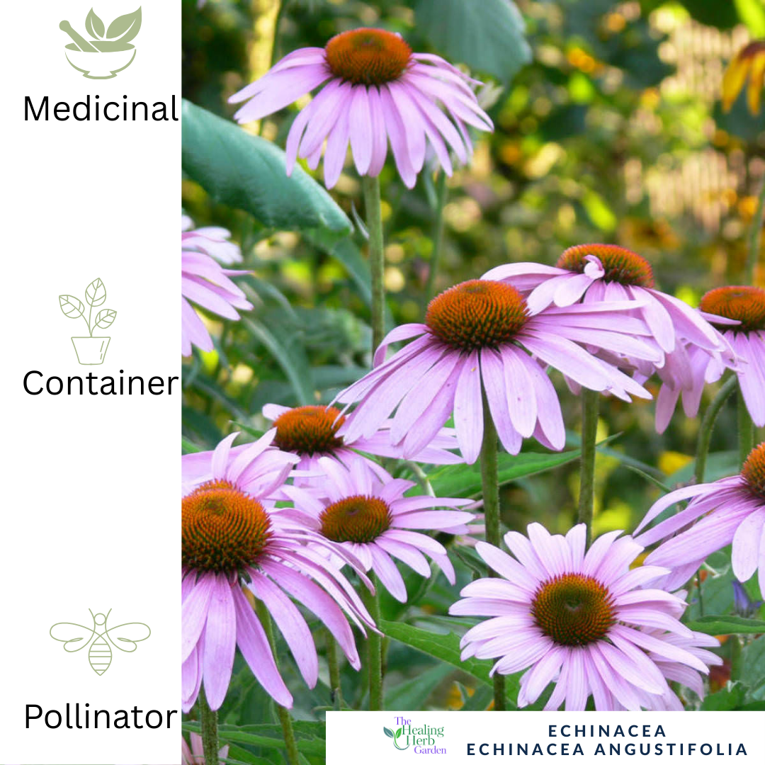 Echinacea – For Immunity & Pollinator-Friendly Summer Colour