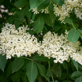 Elder Tree Bare Root Plant (Sambucus nigra)