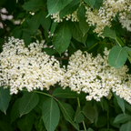 Elder Tree Bare Root Plant (Sambucus nigra)