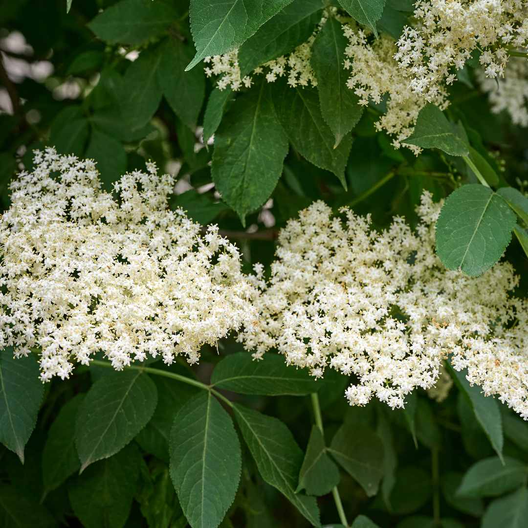 Elder Tree Bare Root Plant (Sambucus nigra)