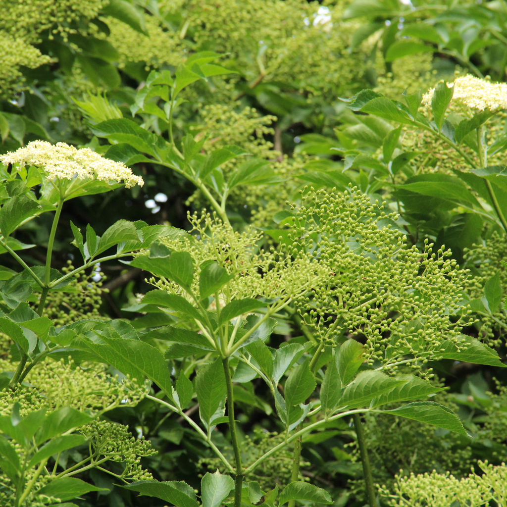 Elder Tree Bare Root Plant (Sambucus nigra)