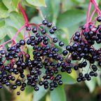 Elder Tree Bare Root Plant (Sambucus nigra)