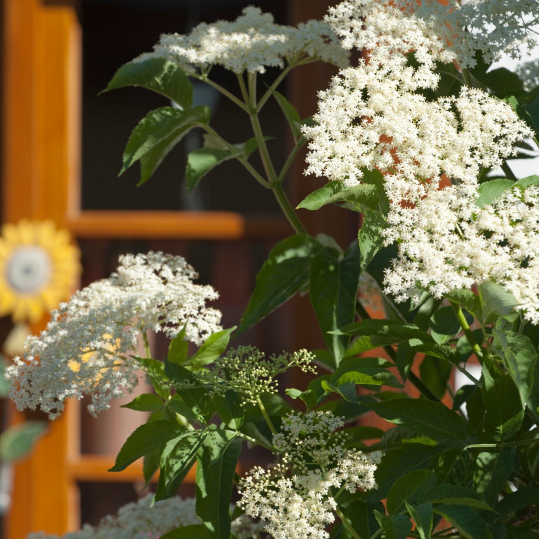 Elder Tree Bare Root Plant (Sambucus nigra)